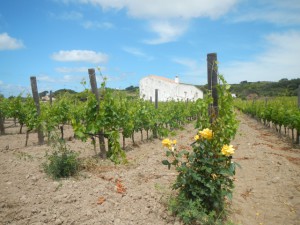 rose gialle