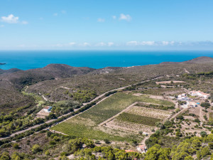 Panoramica dei vigneti di Nasco e Moscato in località Le Tanche.