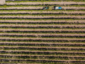 Attimi di vendemmia nel vigneto del Vermentino.