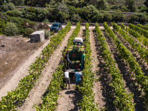 Attimi di vendemmia nel vigneto del Vermentino.