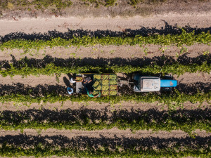 Attimi di vendemmia nel vigneto del Vermentino.