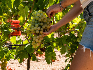 Vendemmia manuale dell'uva aromatica Nasco, che servirà alla produzione dei nostri Perdigiournou, Nu go Quae e Quae.