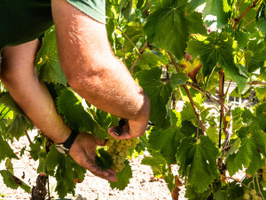 Vendemmia manuale dell'uva aromatica Nasco, che servirà alla produzione dei nostri Perdigiournou, Nu go Quae e Quae.
