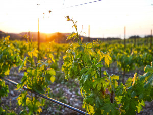 Piante di Bovale - Località Gioia - Bovale Plants Località Gioia