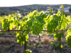 Piccoli grappoli crescono - Small clusters grow