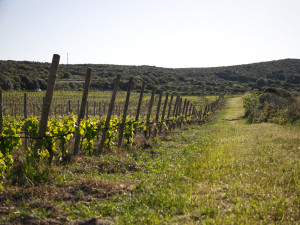 Vigneto Località Le Tanche - Vineyard Le Tanche