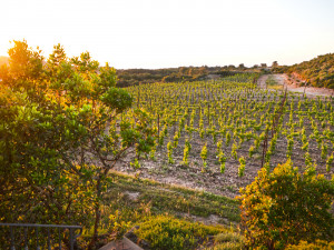 Vigneto di Bovale in Località Gioia - Bovale Vineyard in Località Gioia