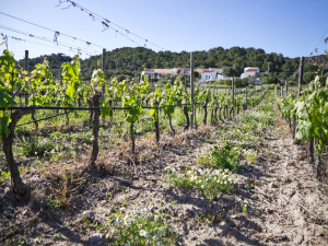 Vigneto di Vermentino in Località Le Tanche - Vermentino vineyard in Località Le Tanche